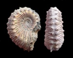 kosmoceras spinosum