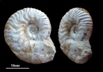 Sutneria eumela