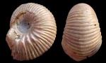 Eboraciceras carinatum