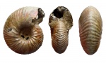 Eboraciceras sutherlandiae(?)