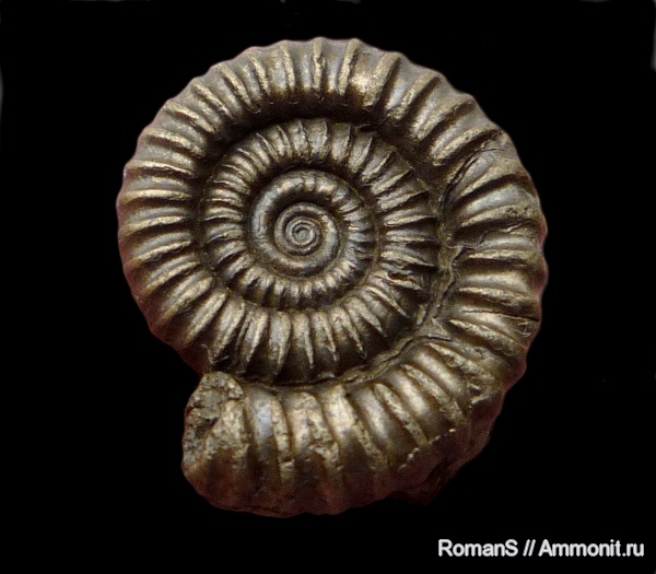 Crucilobiceras, Eoderoceratidae