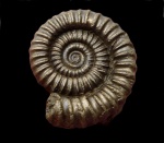 Crucilobiceras sp.