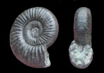 Orthosphinctes (Ardescia) proinconditus