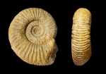 Dichotomoceras cf. grossouvrei