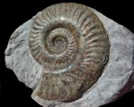 Hildoceras lusitanicum
