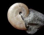 Aconeceras trautscholdi с устьем