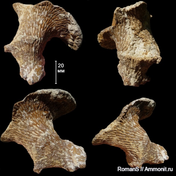 мел, губки, Саратовская область, Ventriculites, Cretaceous