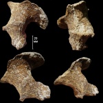 Ventriculites sp.