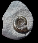Grammoceras