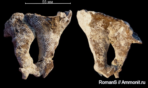 мел, губки, Саратовская область, Napaeana, первичная автономия, Napaeana cylindrata, Cretaceous