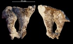 Автономия Napaeana cylindrata