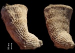 Ventriculites striatus