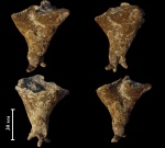 Napaeana plicatopunctata