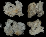 Колония  Zittelispongia