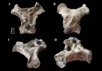 Lepidospongia. Формирование первичной колонии.