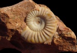 Nyalamites augustecostatus