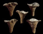 Napaeana sp