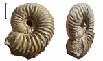 Vertumniceras angulatum с повреждением