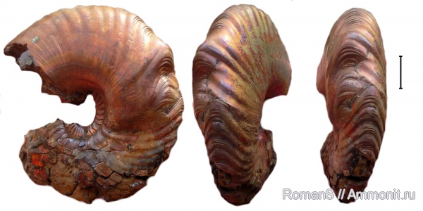 аммониты, макроконхи, Quenstedtoceras, Quenstedtoceras lamberti, Дубки, прижизненные повреждения, Саратовская область, Cardioceratidae, Ammonites, Macroconchs