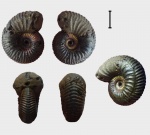 Eboraciceras rybinskianum.Все в одном.