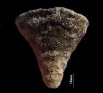 Sporadoscinia stellata