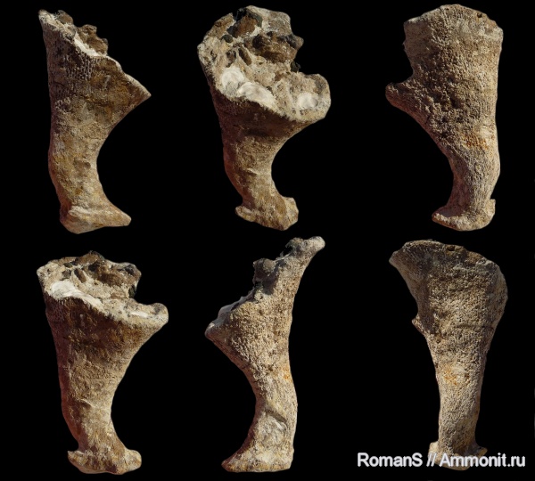 мел, губки, Саратовская область, сантон, Napaeana, Napaeana obligua, Santonian, Cretaceous