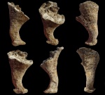 Napaeana obligua с устрицами