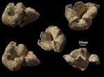 Napaeana asymmetrika