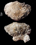 Tremabolites polymorpha