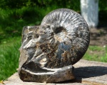 Craspedodiscus discofalcatus