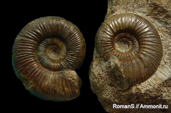 аммониты, нижний келловей, келловей, Никитино, Elatmites, Elatmites nikitinoensis