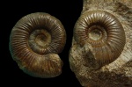 Perisphinctidae из Никитино