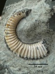 Koeneniceras