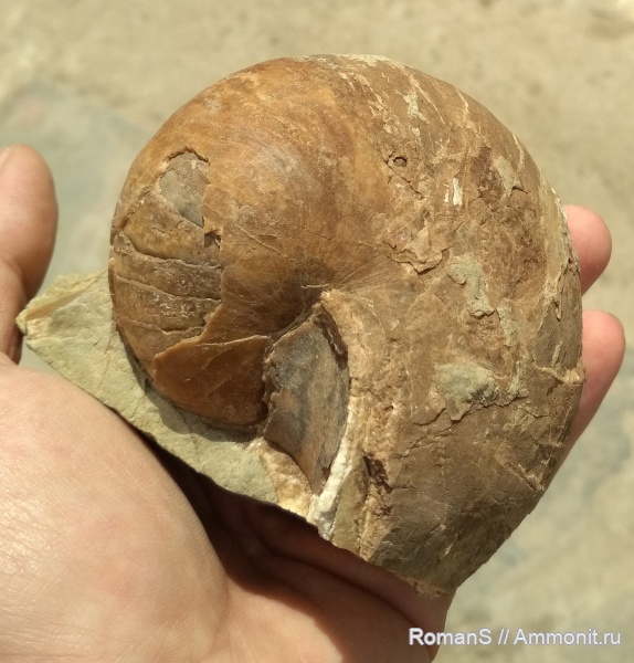 наутилусы, апт, Дагестан, Nautilida, Nautilidae, Aptian