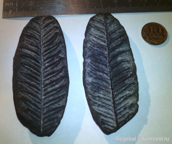 Донбасс, Alethopteris, Ростовская область