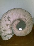 аммоны