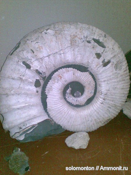 Ammonitoceras