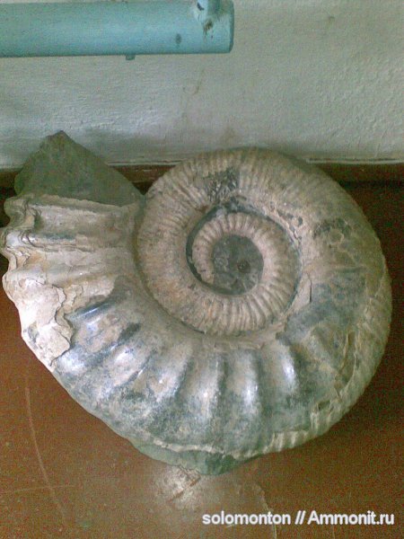 Ammonitoceras
