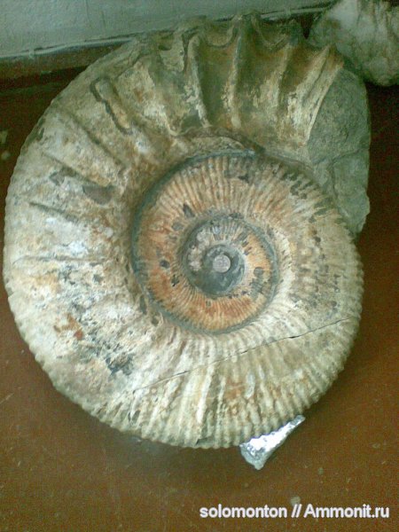 Ammonitoceras