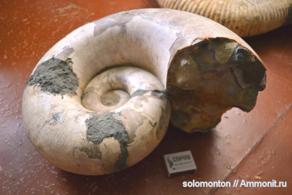 Lytoceratina