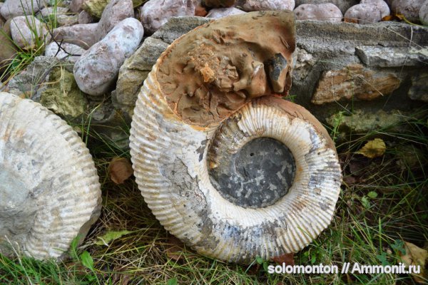 Ammonitoceras