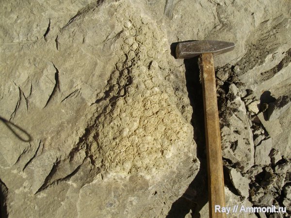 Россия, Actinocyathus, Калужская область, Lithostrotion, Пятовский карьер