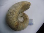 наутилоидея примерный род Endolobus spectabilis