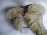 наутилоидея примерный род Endolobus spectabilis (сечение)