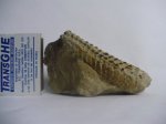 Actinoceras