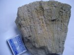 коралл Lithostrotion