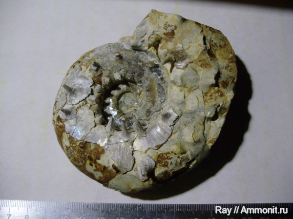 Aspidoceras