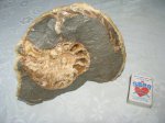 мой первый аммонит