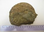 GASTROPODA