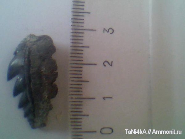 Hexanchiformes